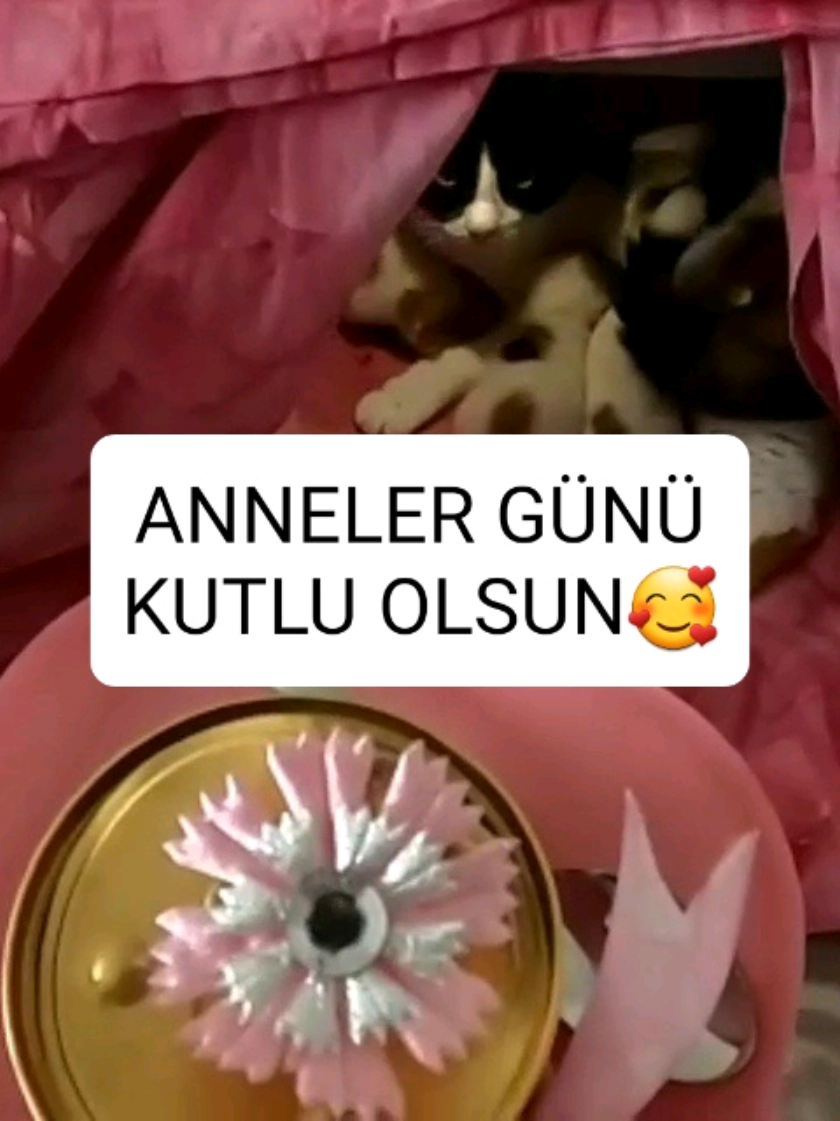 @kedichico