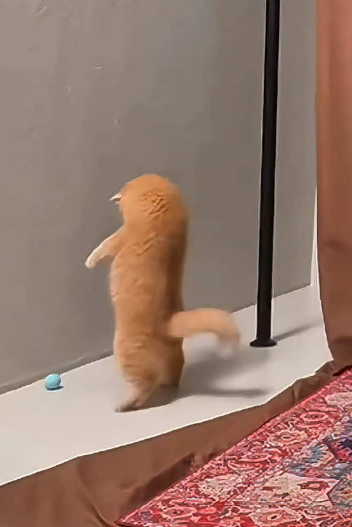 @Pets.VN
