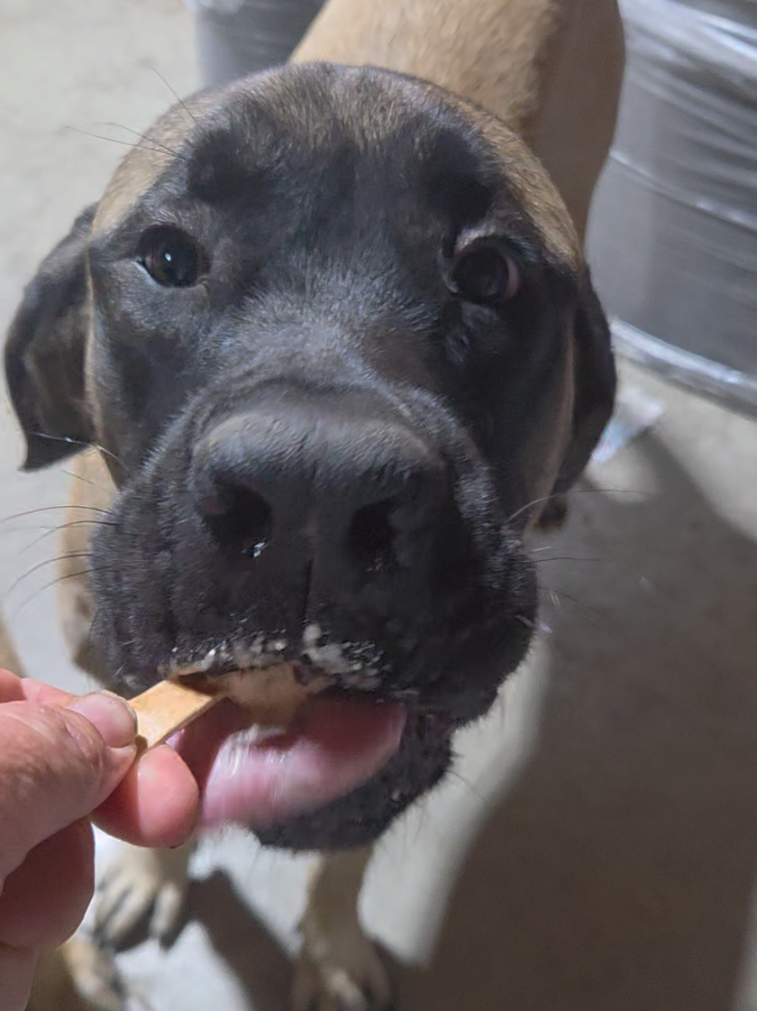 @Maple Mastiffs