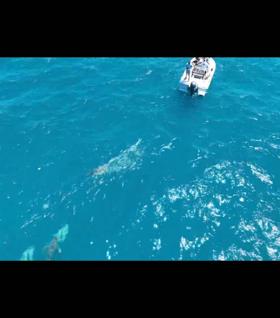 @Clyde