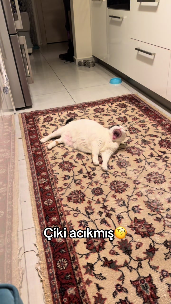 @Çikikatör