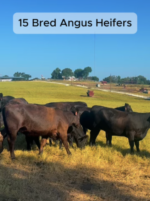 @Rutherford Land and Cattle