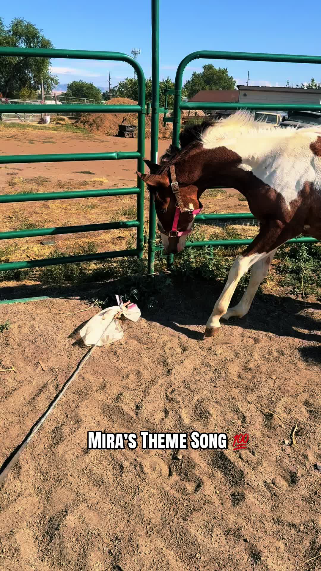 @Cowgirl Tuff Colt Training ❤️