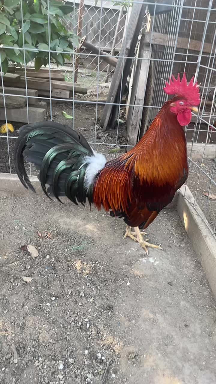 @Josephayala143
