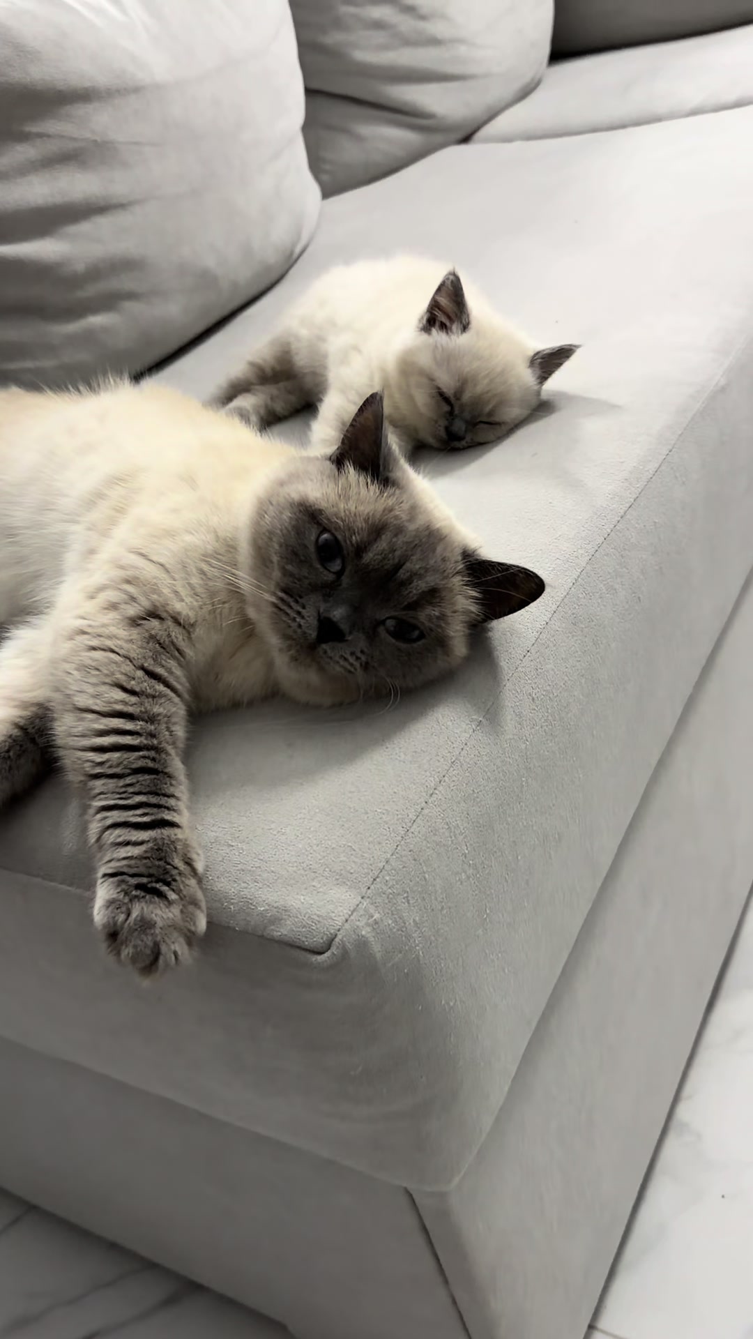 @Трускавецька киця 😻