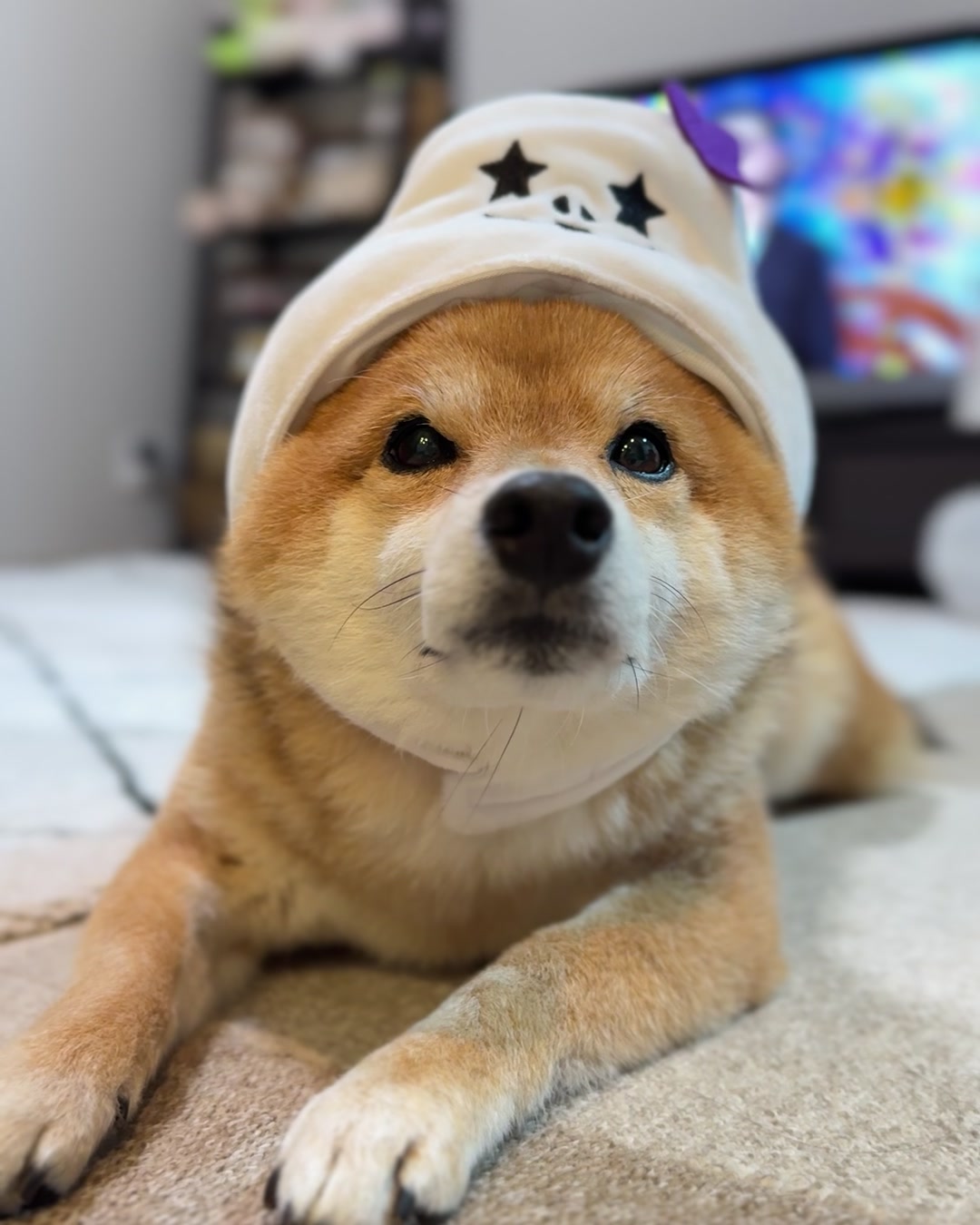 @豆助