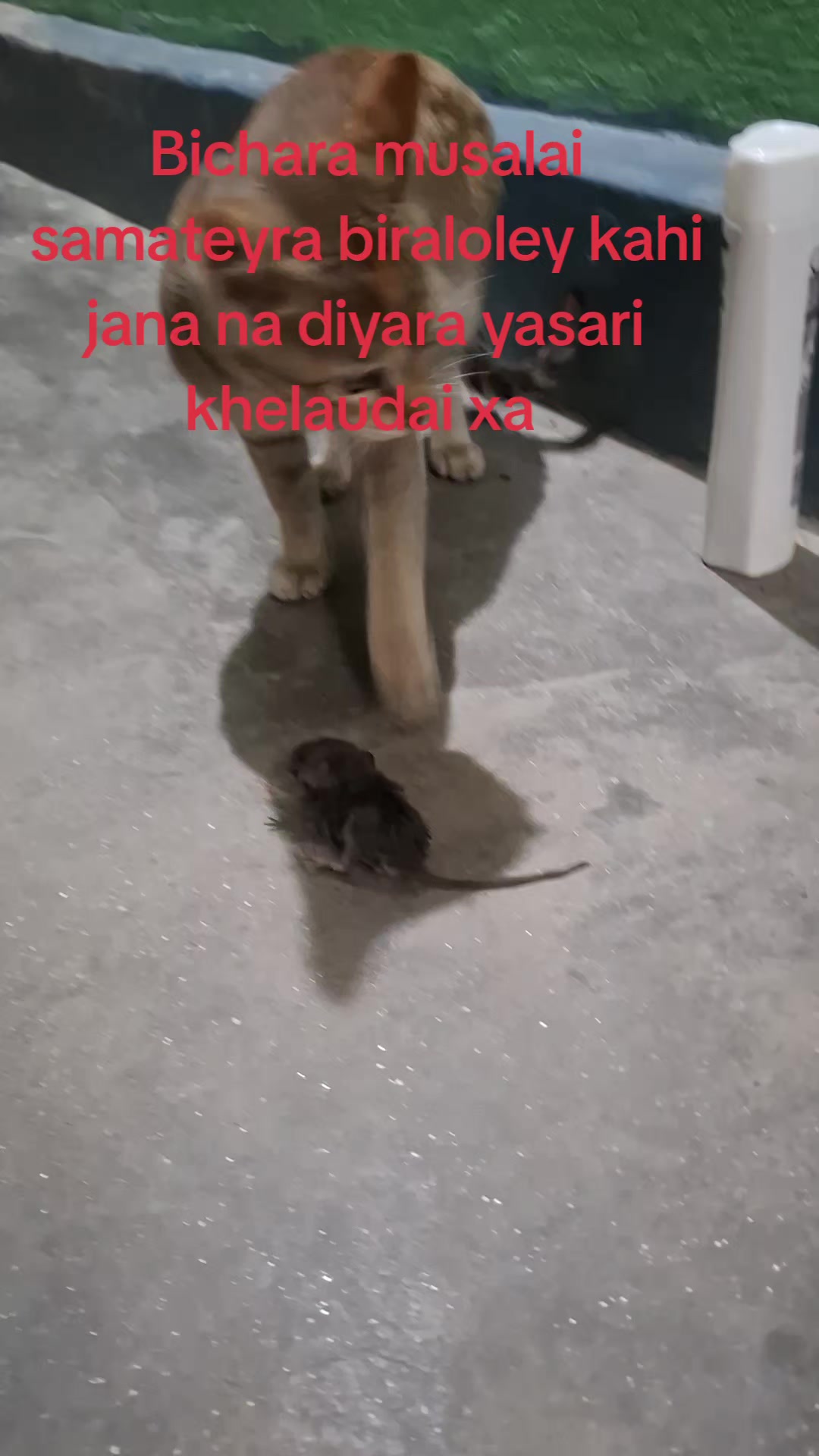 @Rita lama