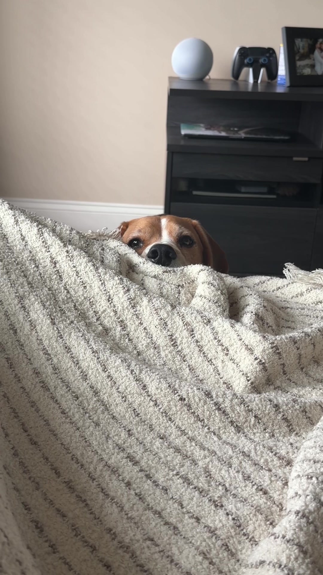 @Simon 🐶