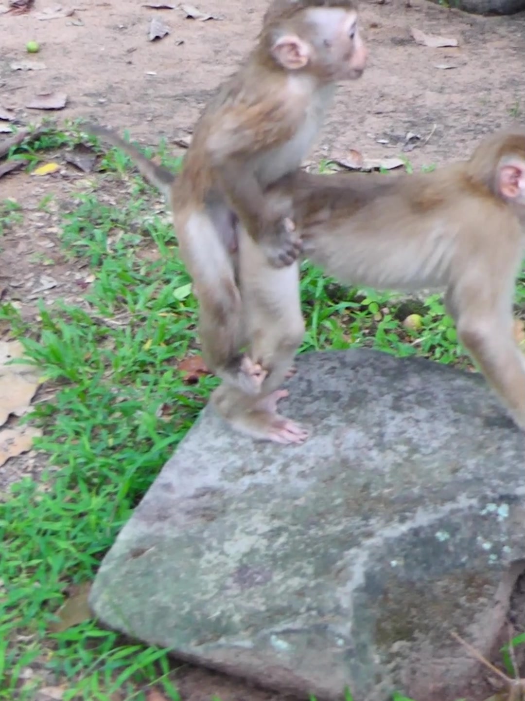 @Monkey Discovery