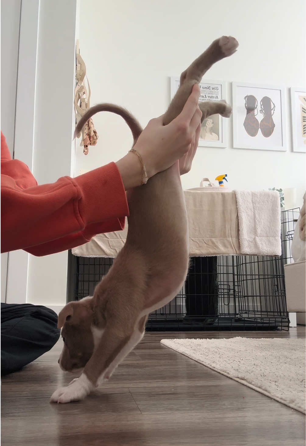 @Millie The Pitty