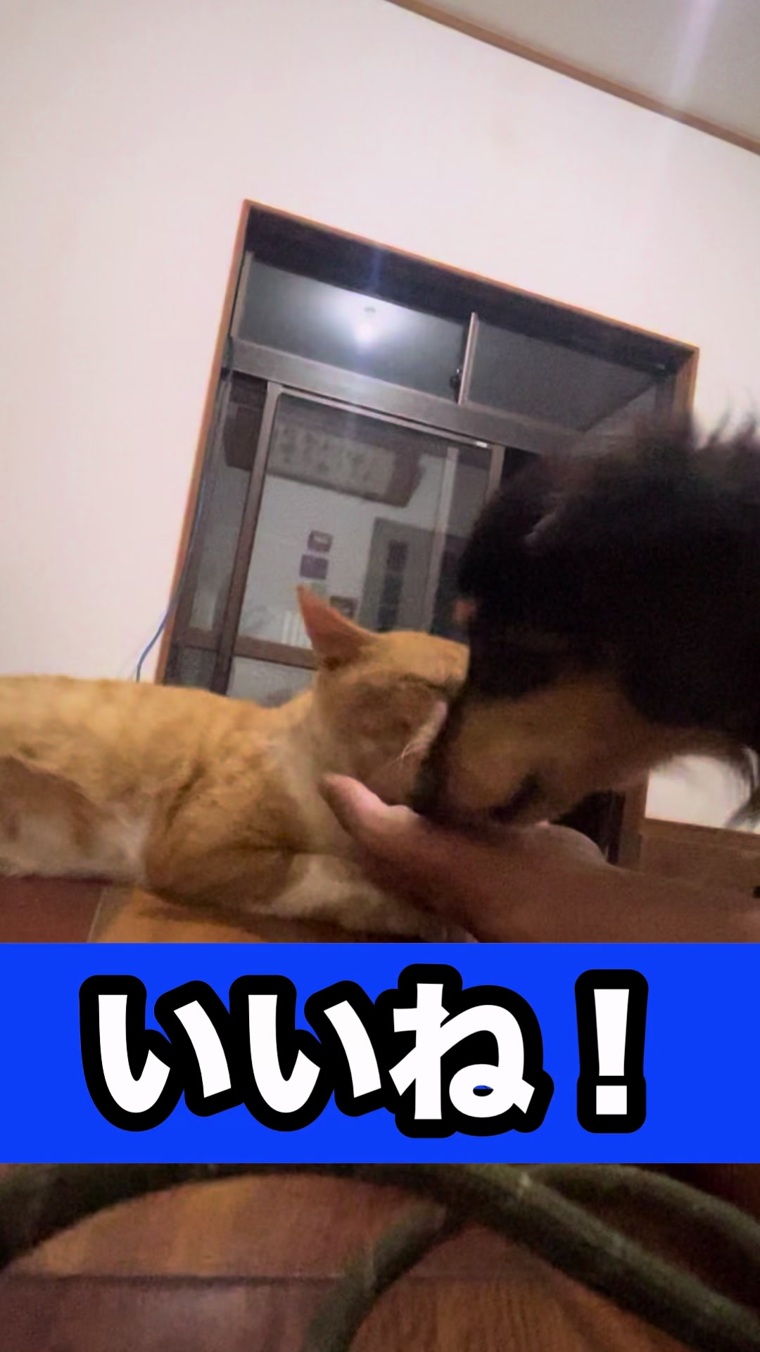 @藤原 政宗　動物好き❤️飛行機好き❤️