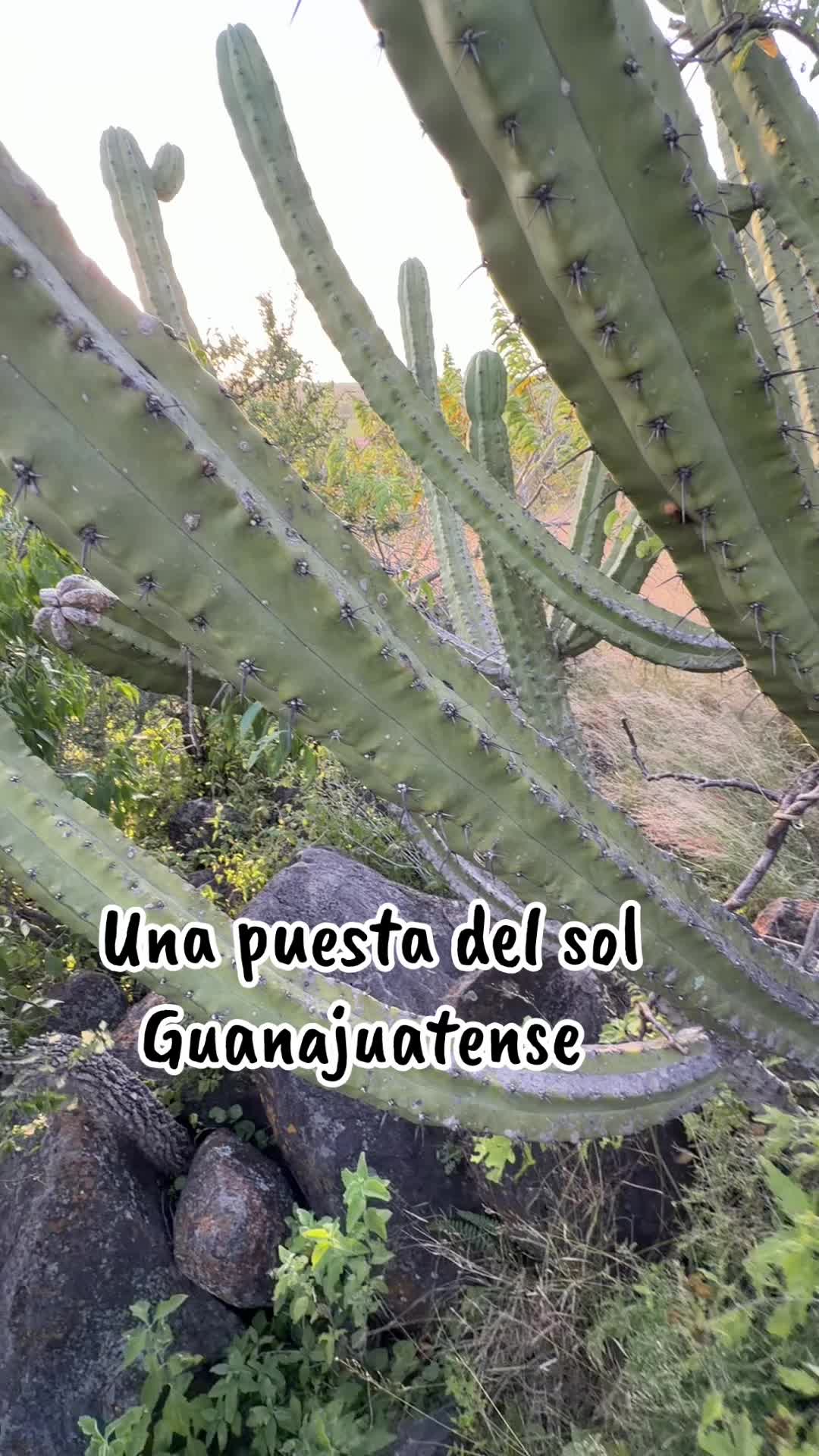 @Antony Saavedra
