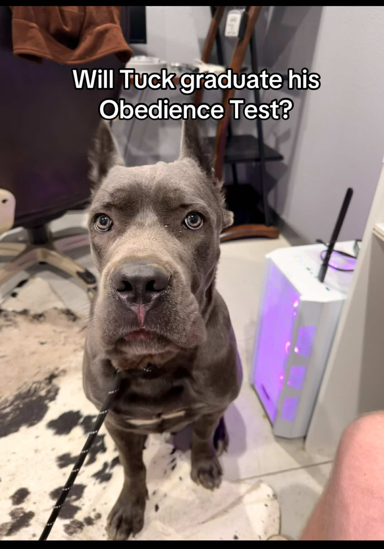 @Sentinel K9 | Dog Training