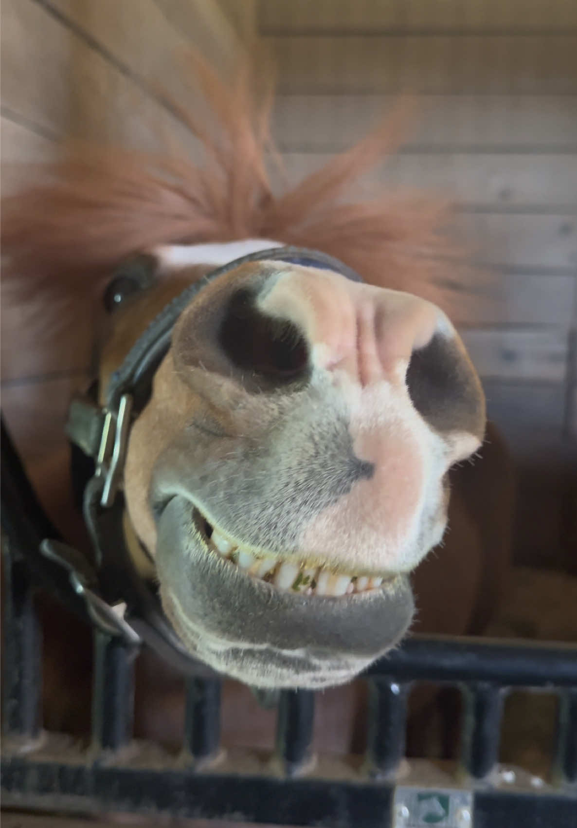 @Sarah & Patrick The Mini Horse
