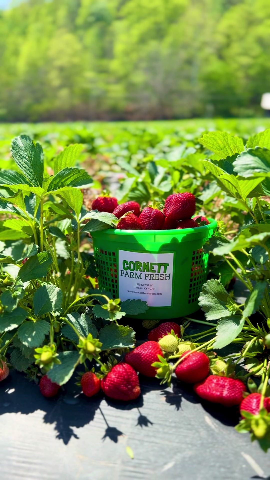 @Cornett Farm Fresh