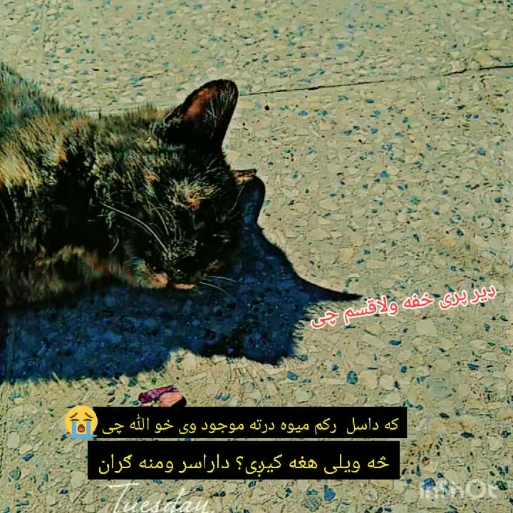 @ياغي طوفان قصاب