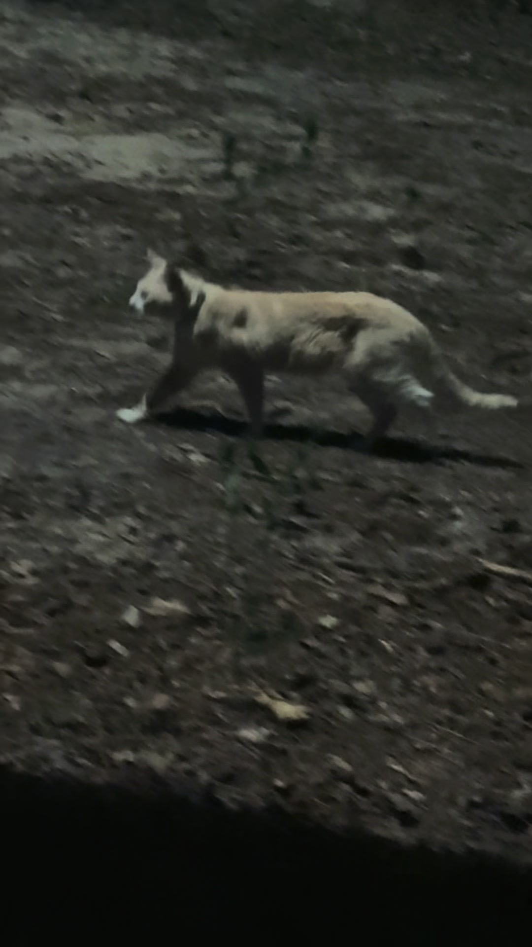 @Fenrir