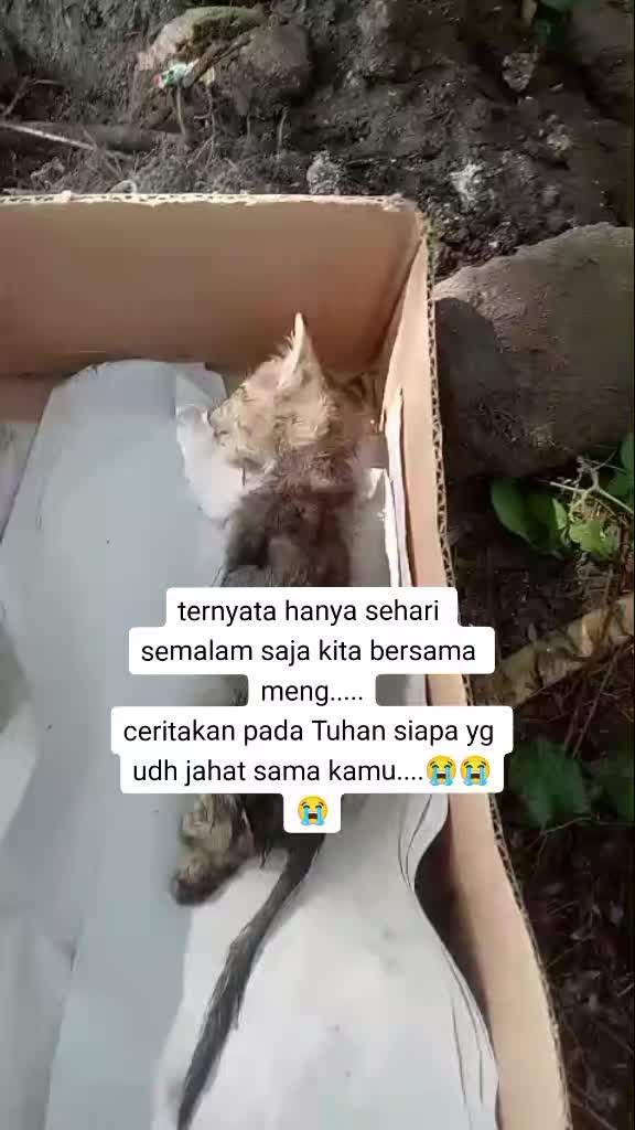 @apfia mei