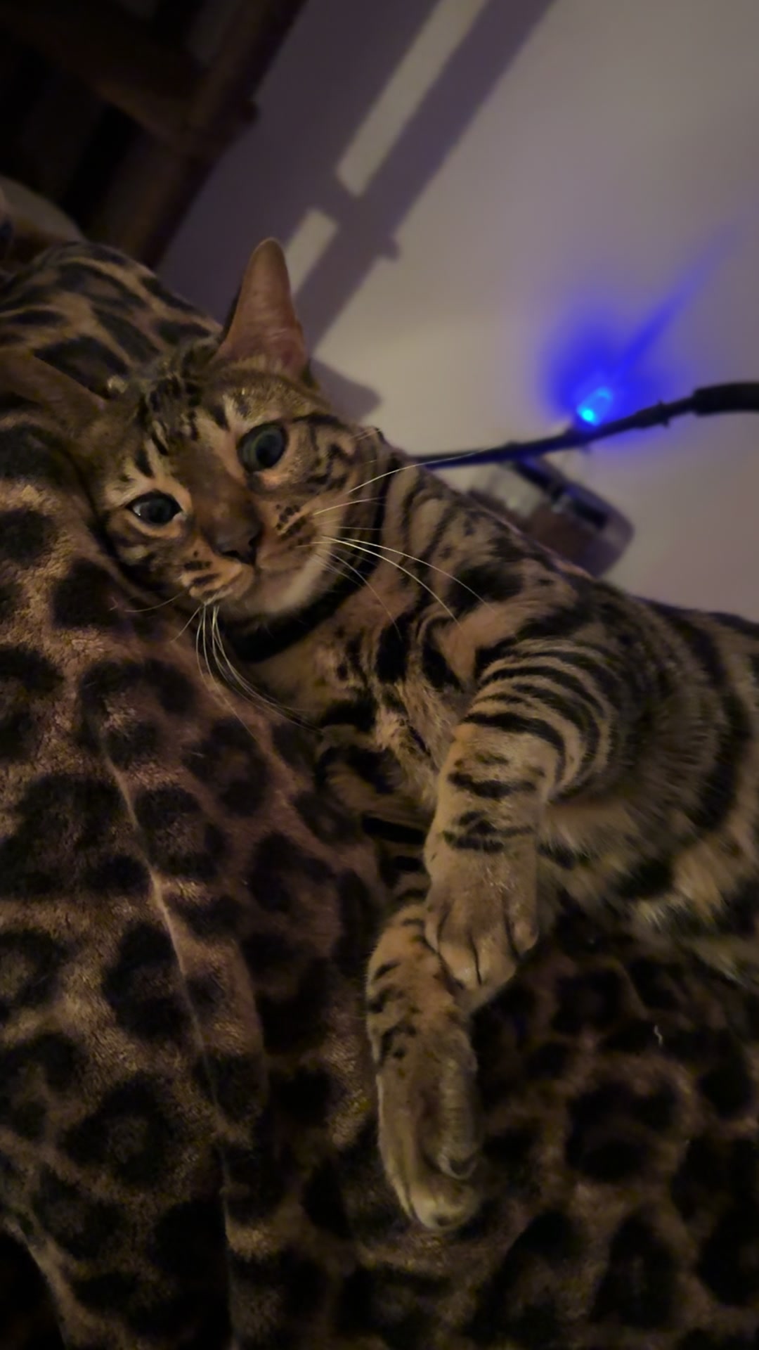 @Tiny Leopard Cats