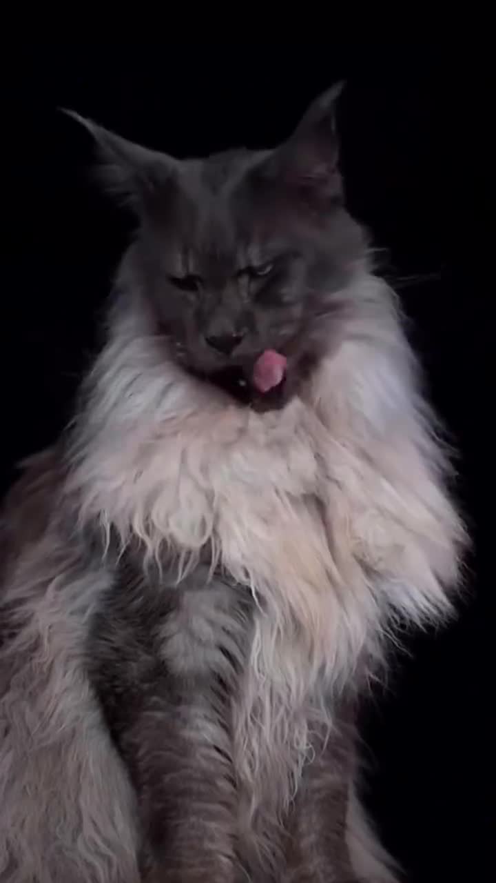 @Maine Coon Kittens
