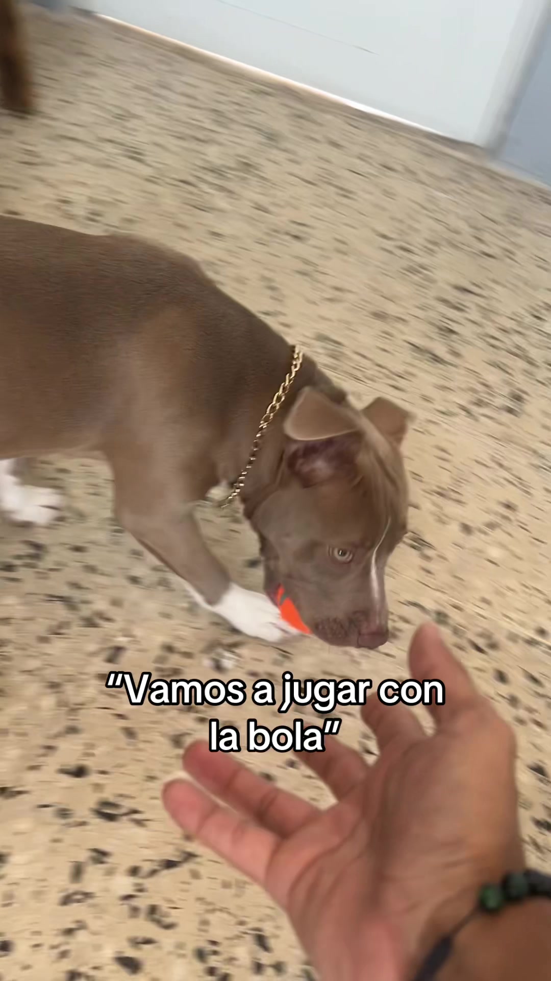 @Thor El Pitbull