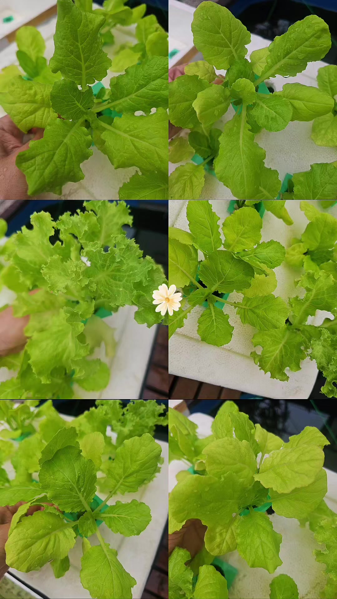 @กัลยา🥰💚