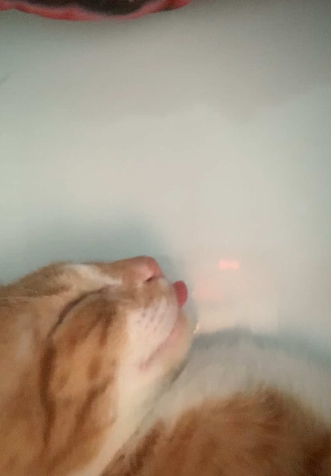 @Trú mèo tên mimi