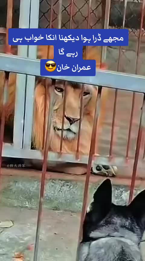 @🌈جنگلی لوگ🦅