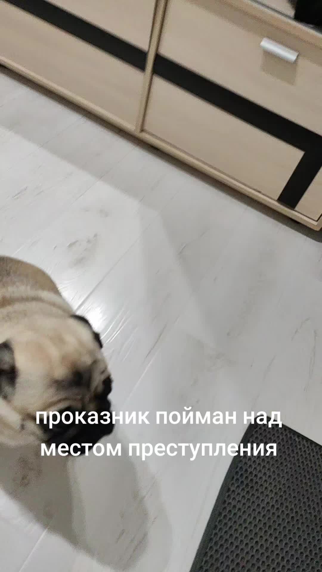 @ЧИПУНЕТСКИЙ
