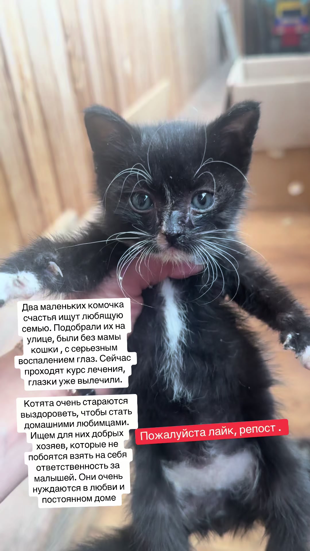 @swetlana_kittycat