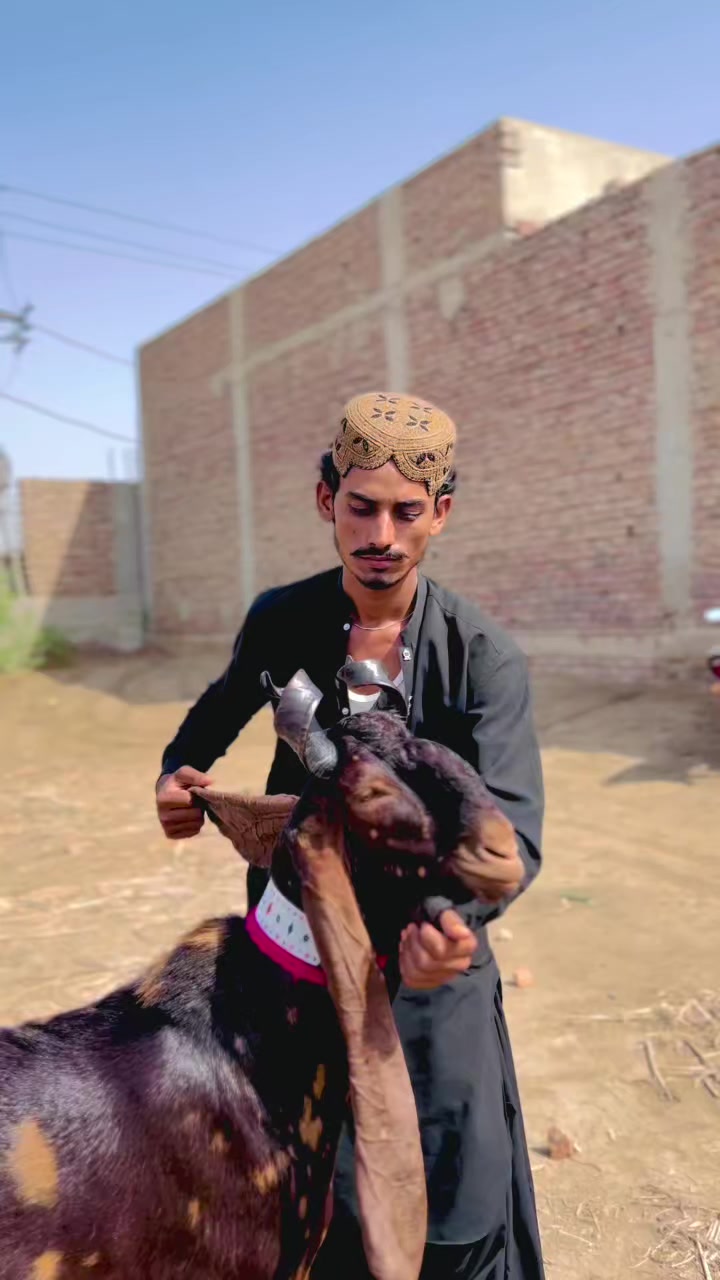 @✨.زاهد سولنگي واپاري. 🐐