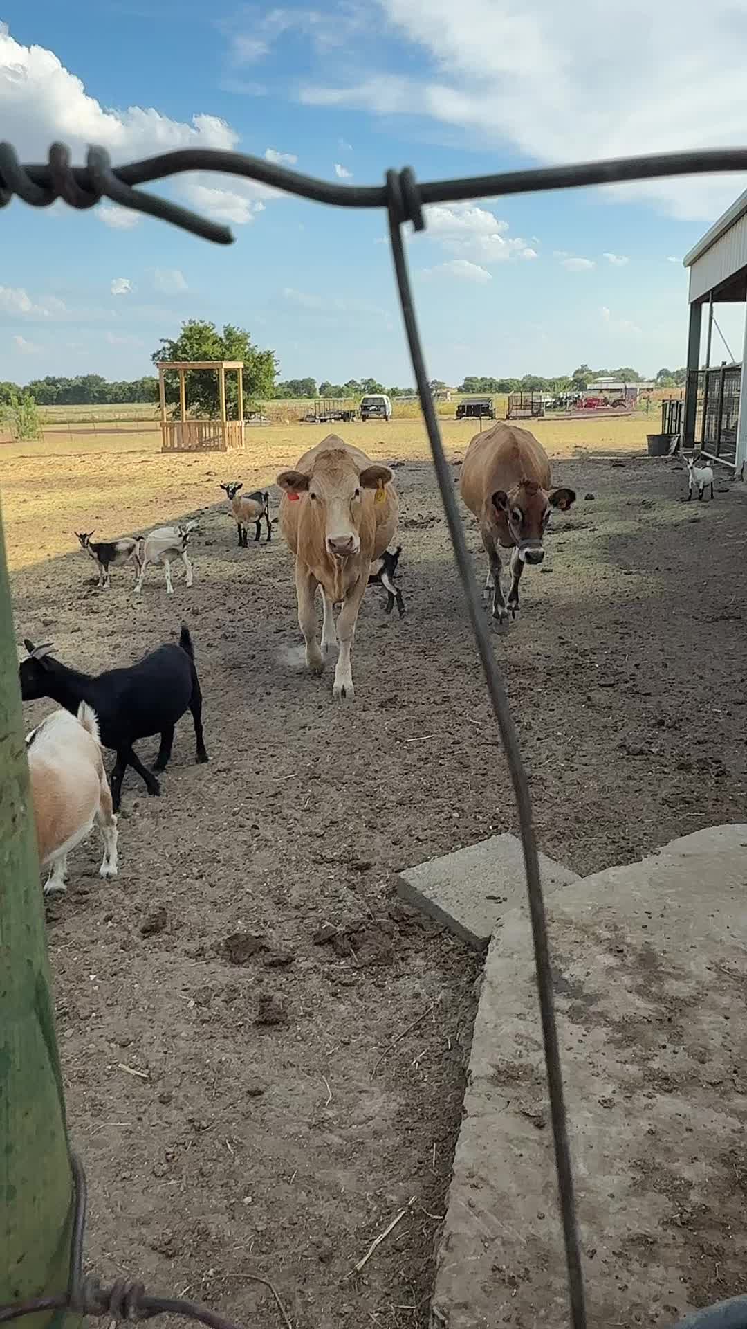 @AandMCaneCorsos