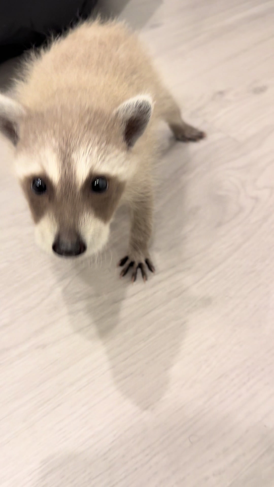 @Pooh the Raccoon