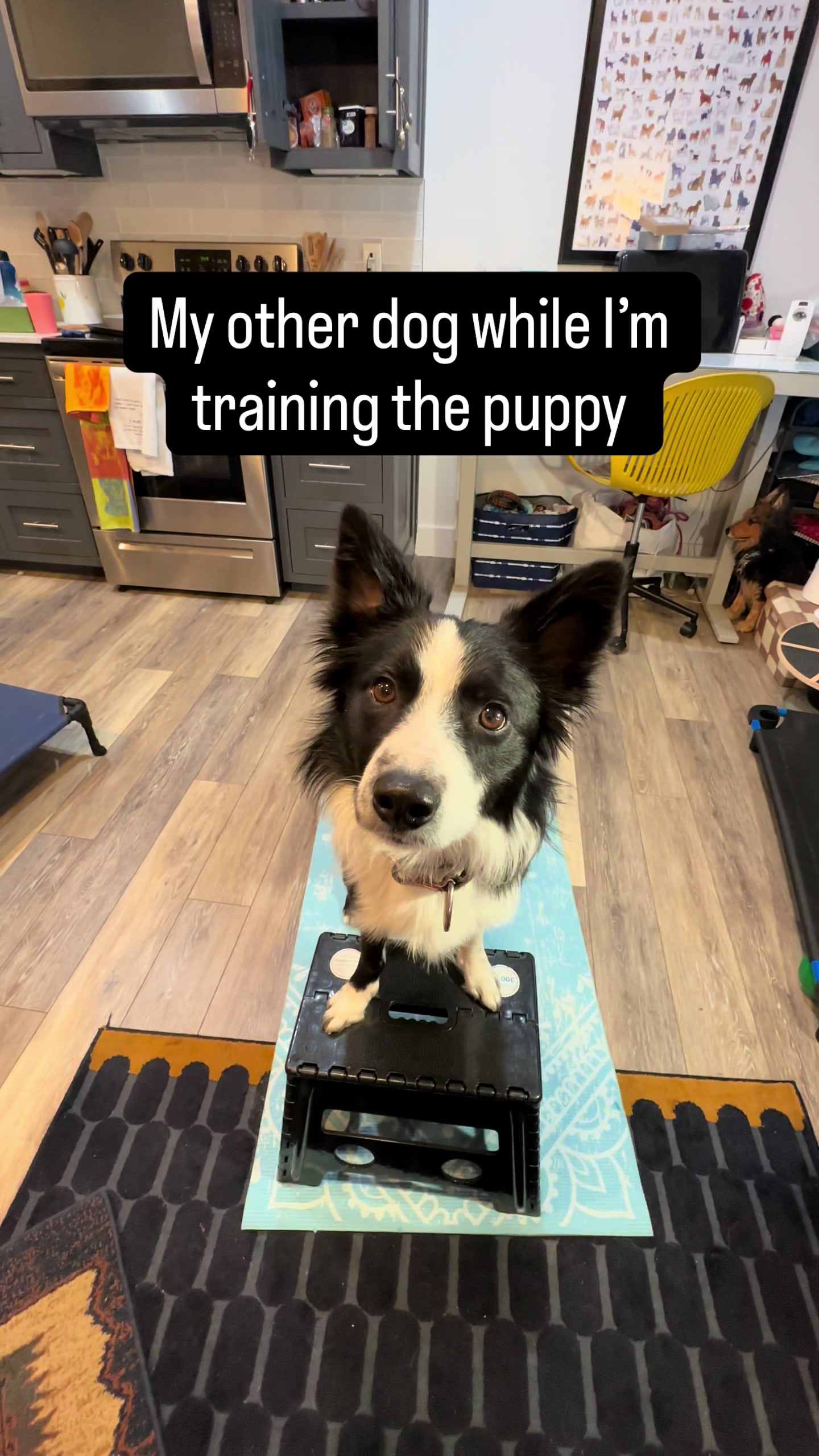 @captivatingk9s