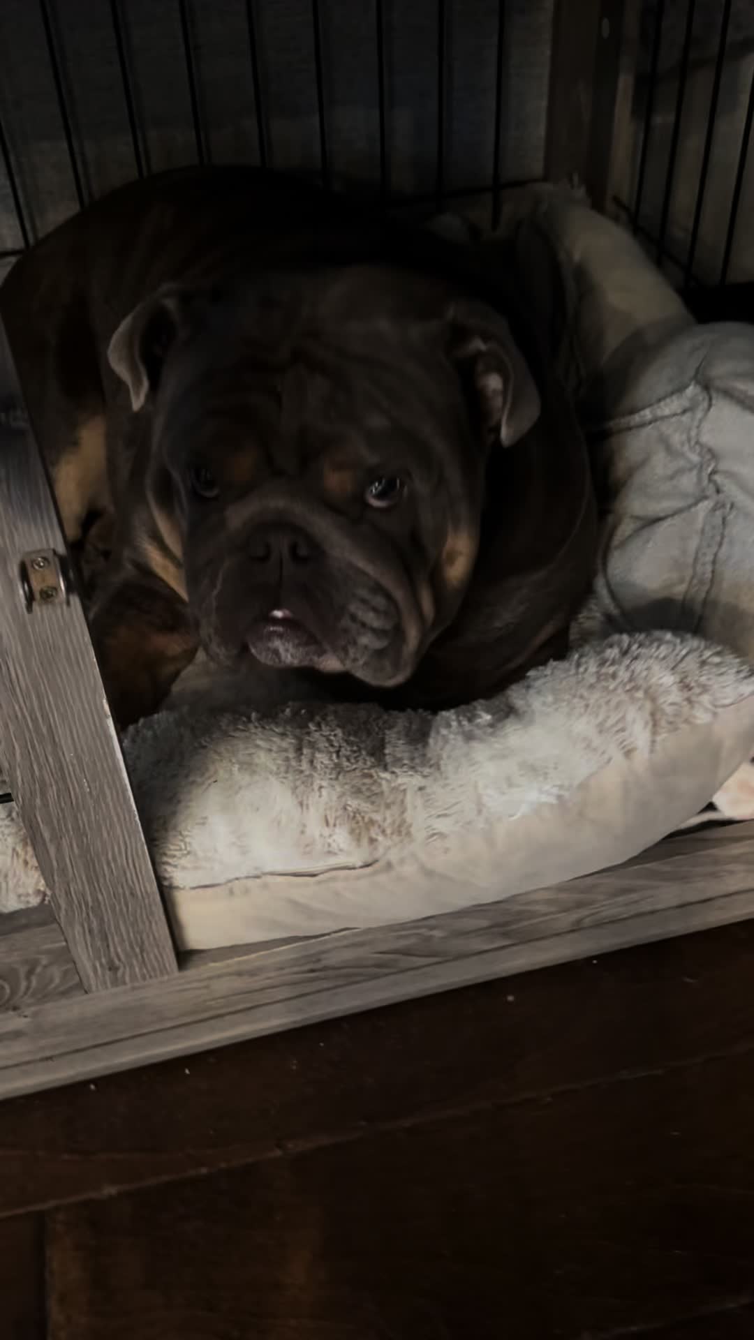 @RawlsTheBulldog