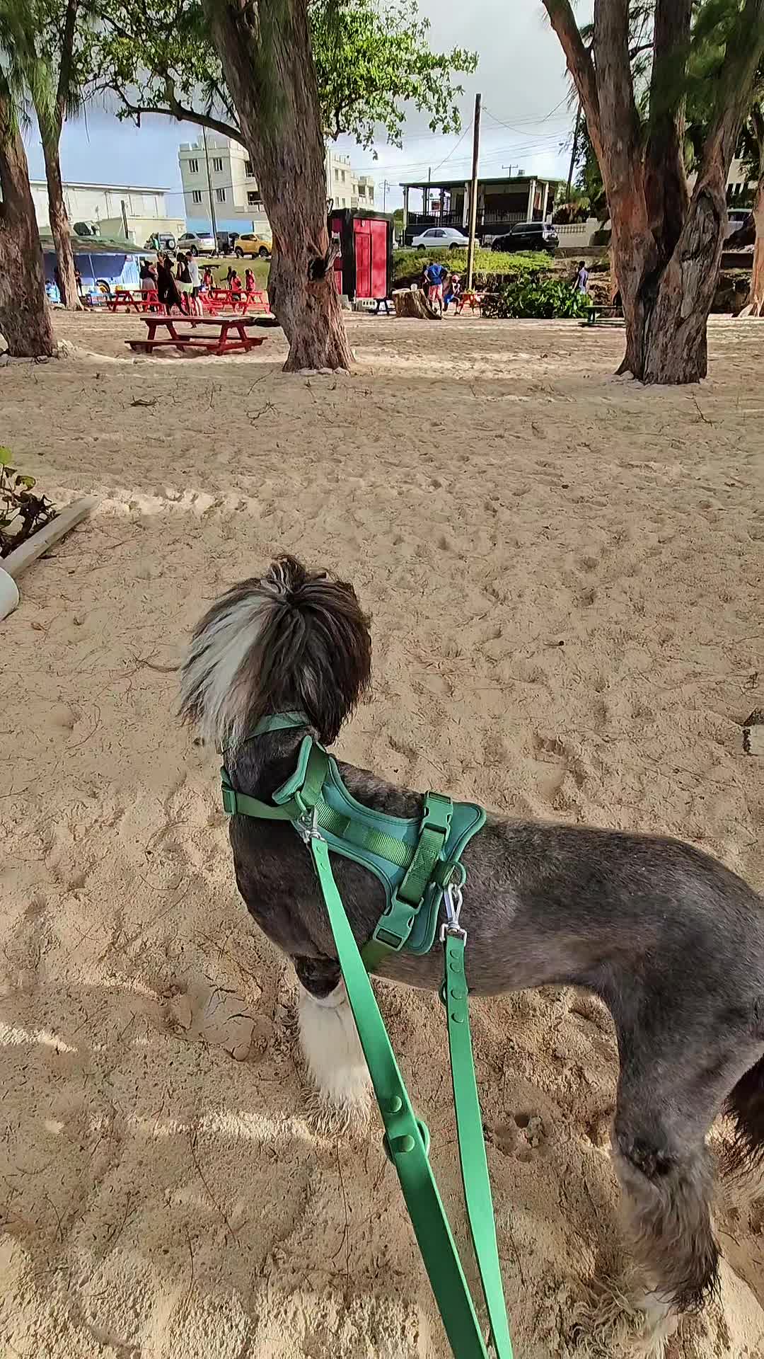 @MixedPetCollective