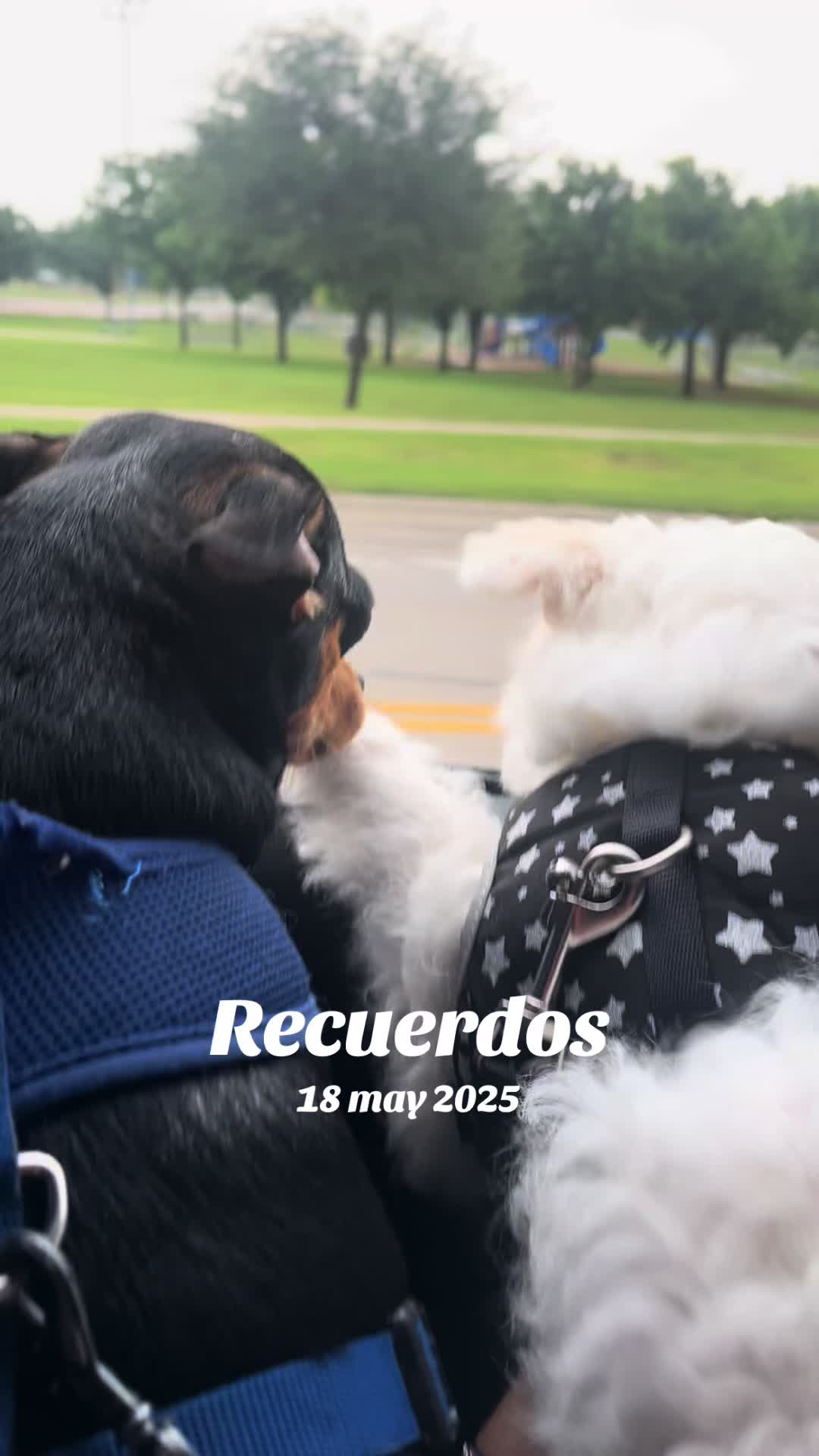 @monimau7