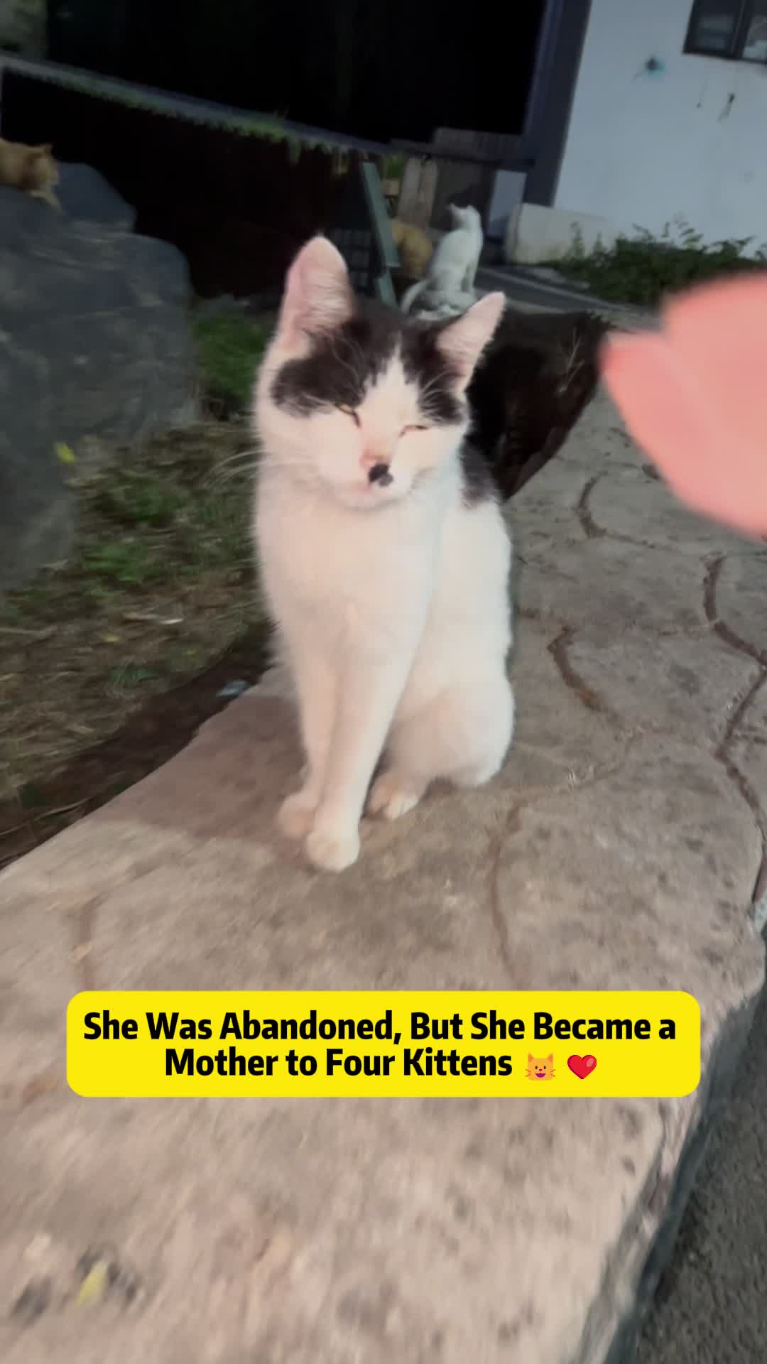 @Stray Cat Talkz