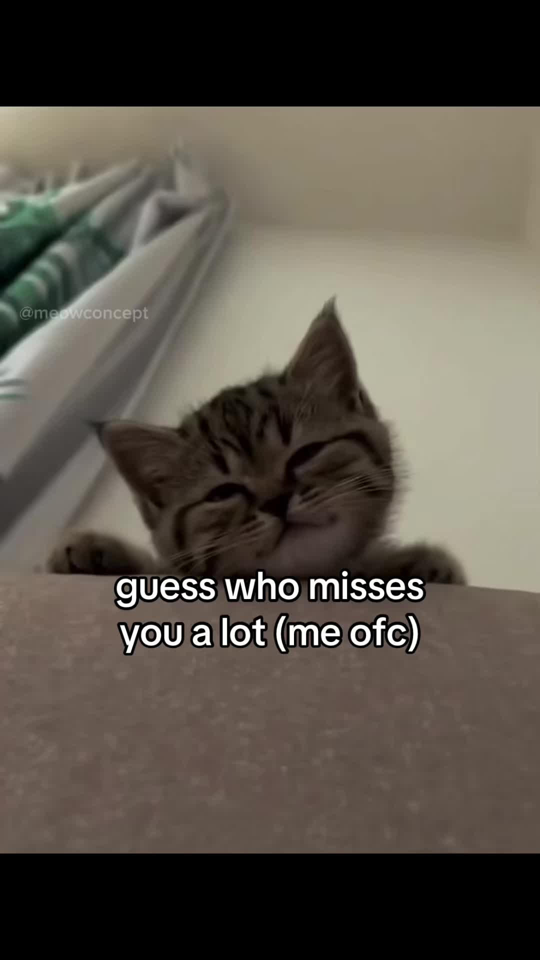 @meowconcept