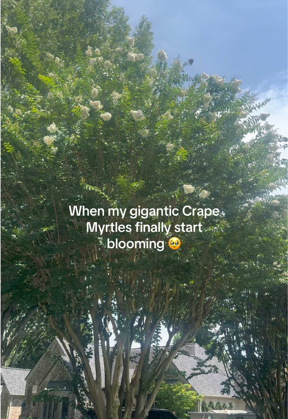 @HomebodyShan