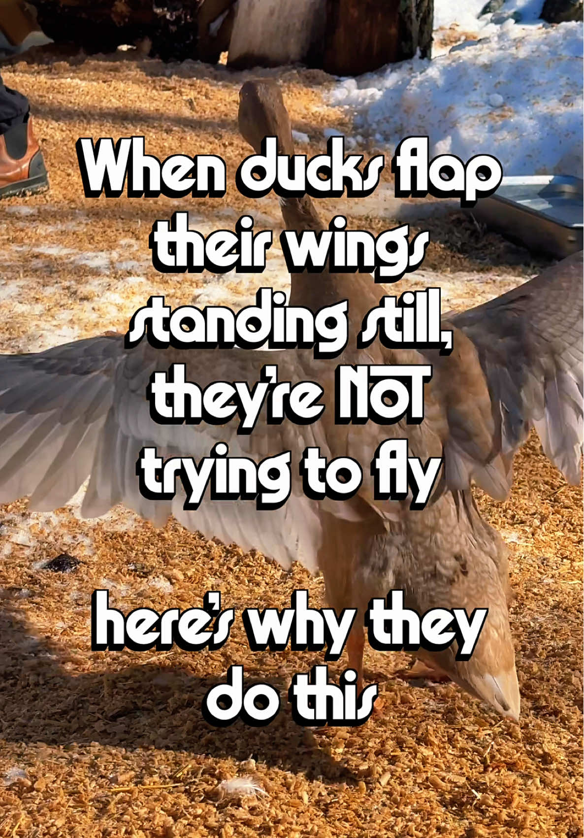 @Risen Ranch