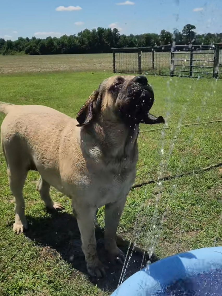 @Big Paw Mastiffs