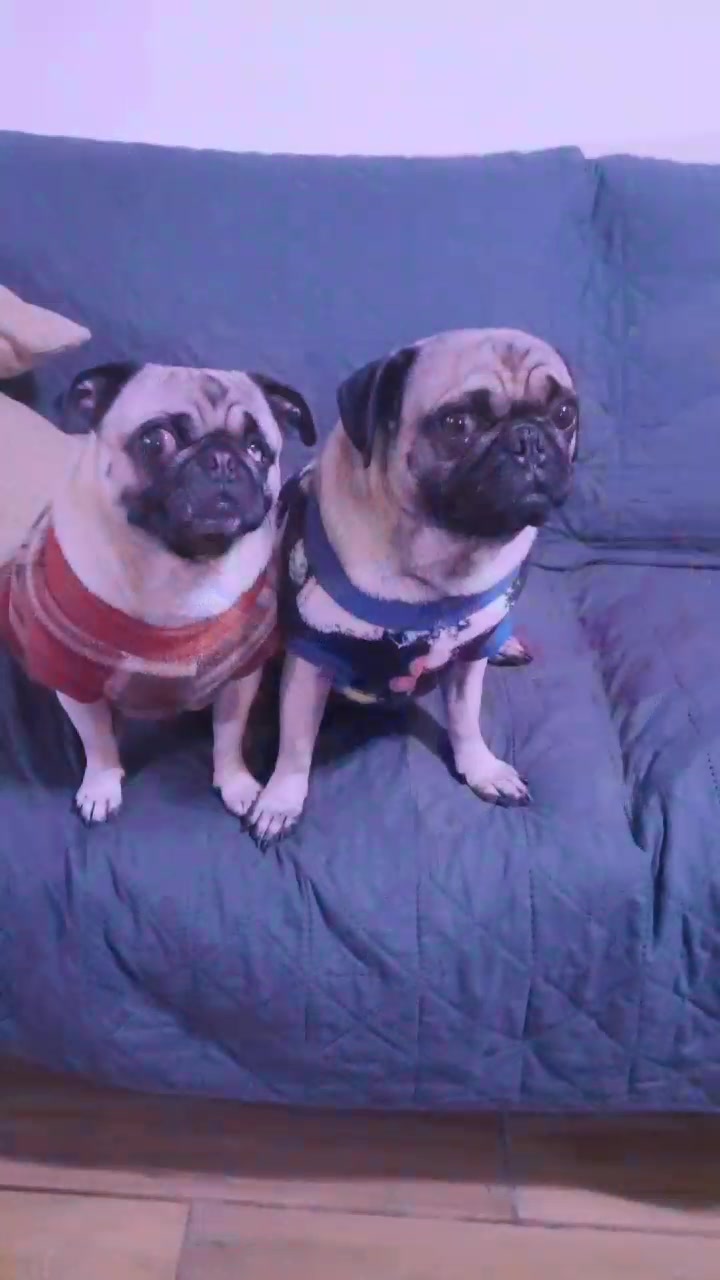 @pug.lovers53
