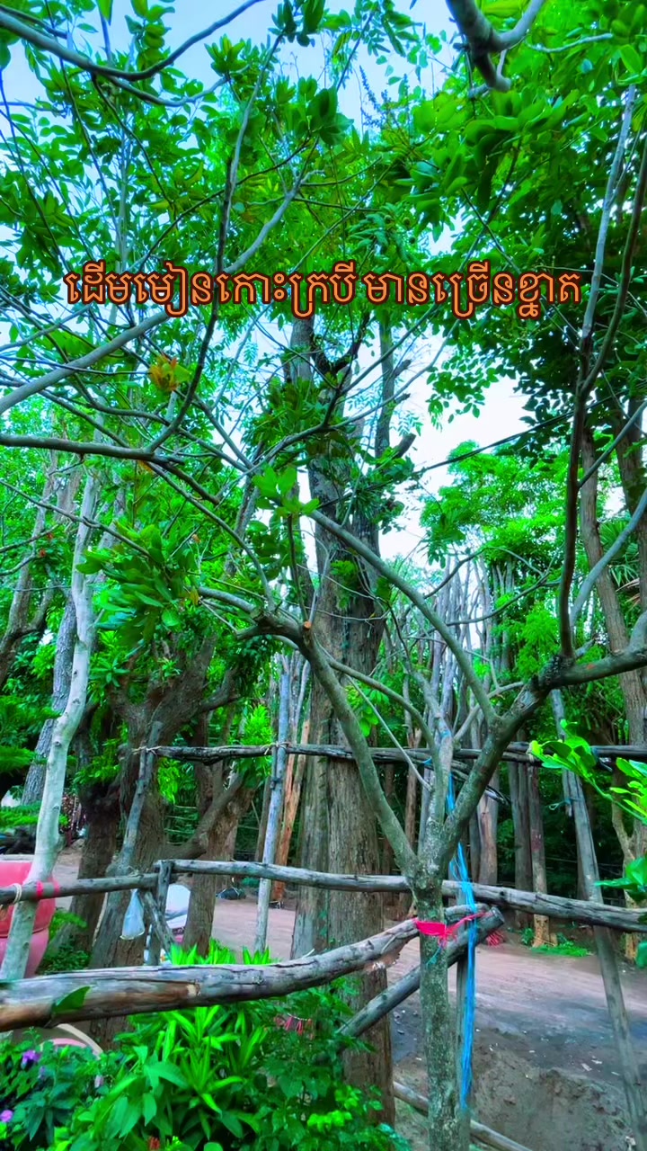 @ពិភពរុក្ខជាតិ - Plants World