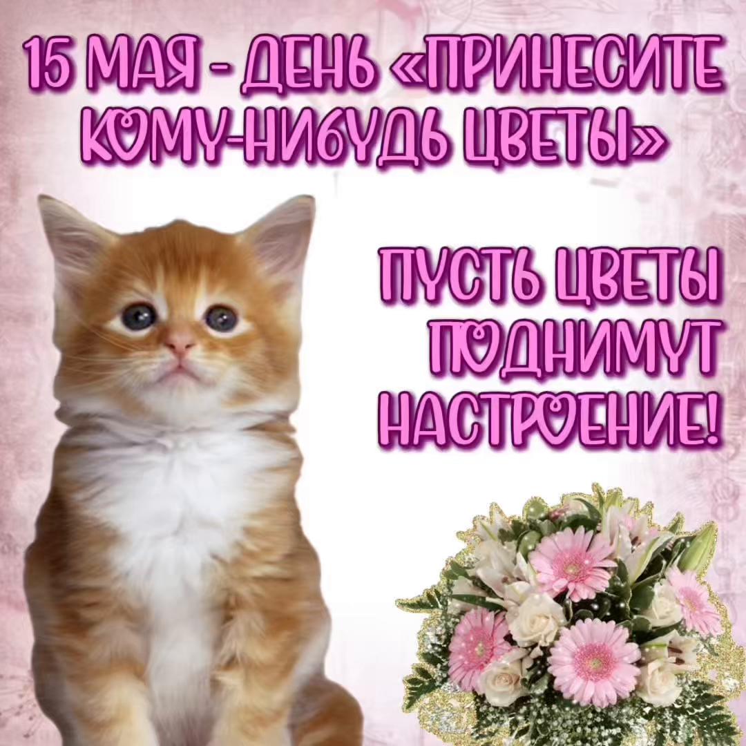 @котики на каждый день