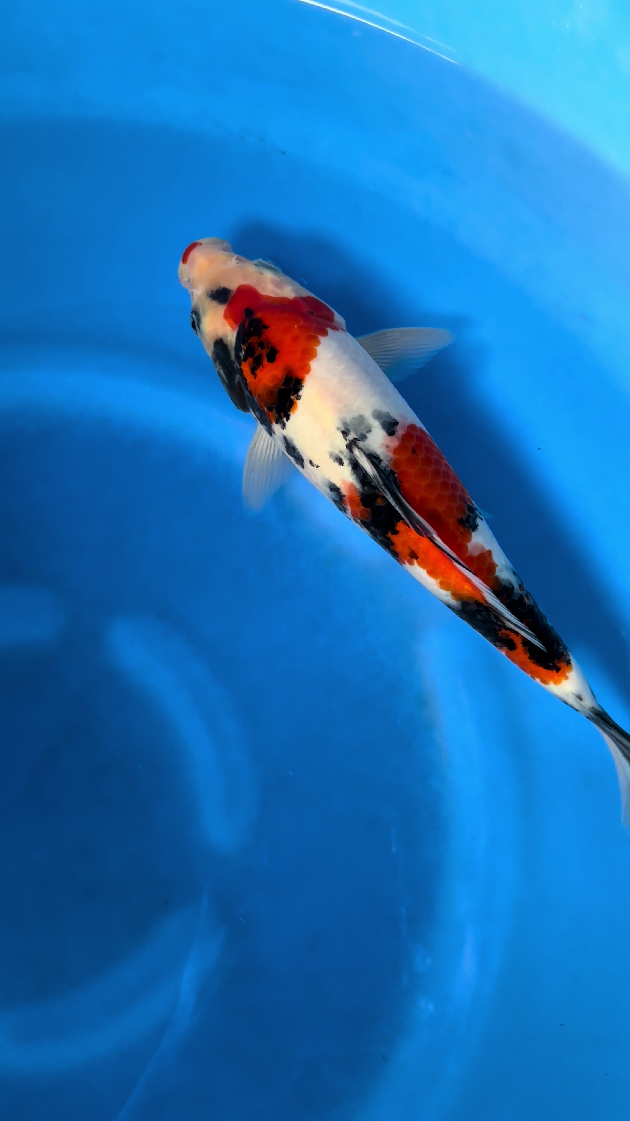 @Linh Long Koi Farm