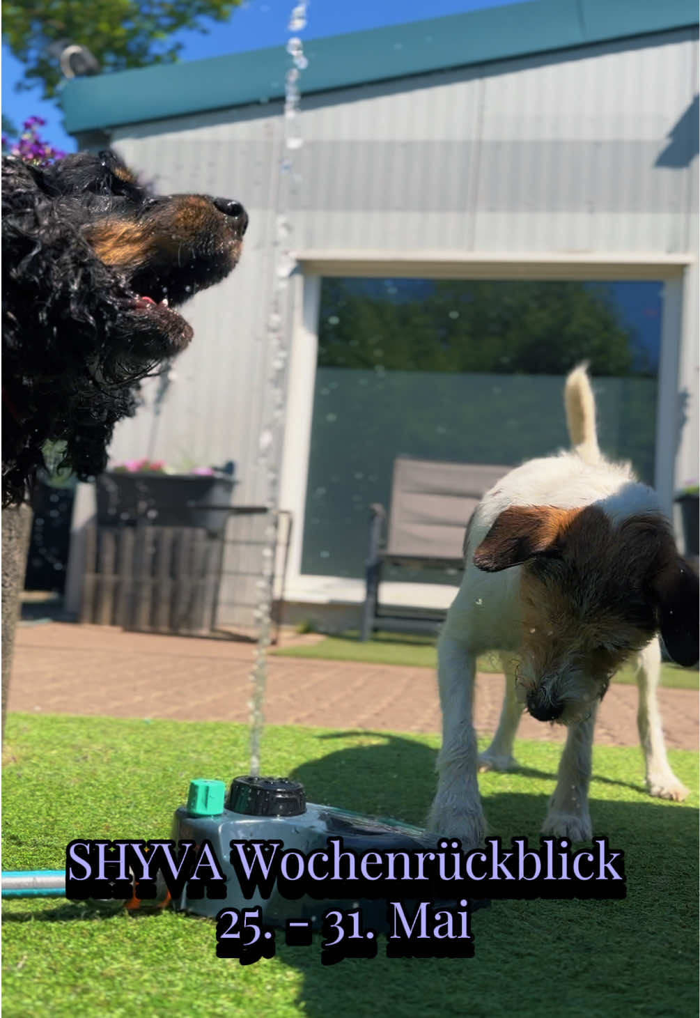 @Shyva Hundezentrum