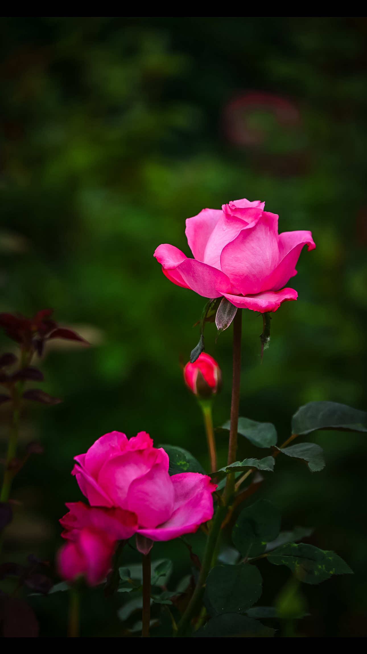 @𝑻𝒂̂𝒏 𝑻𝒉𝒊
