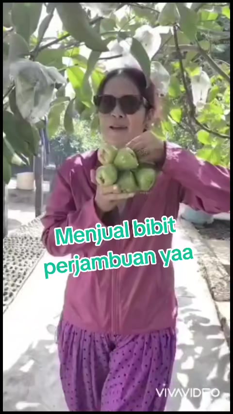 @Bibit khusus samarinda