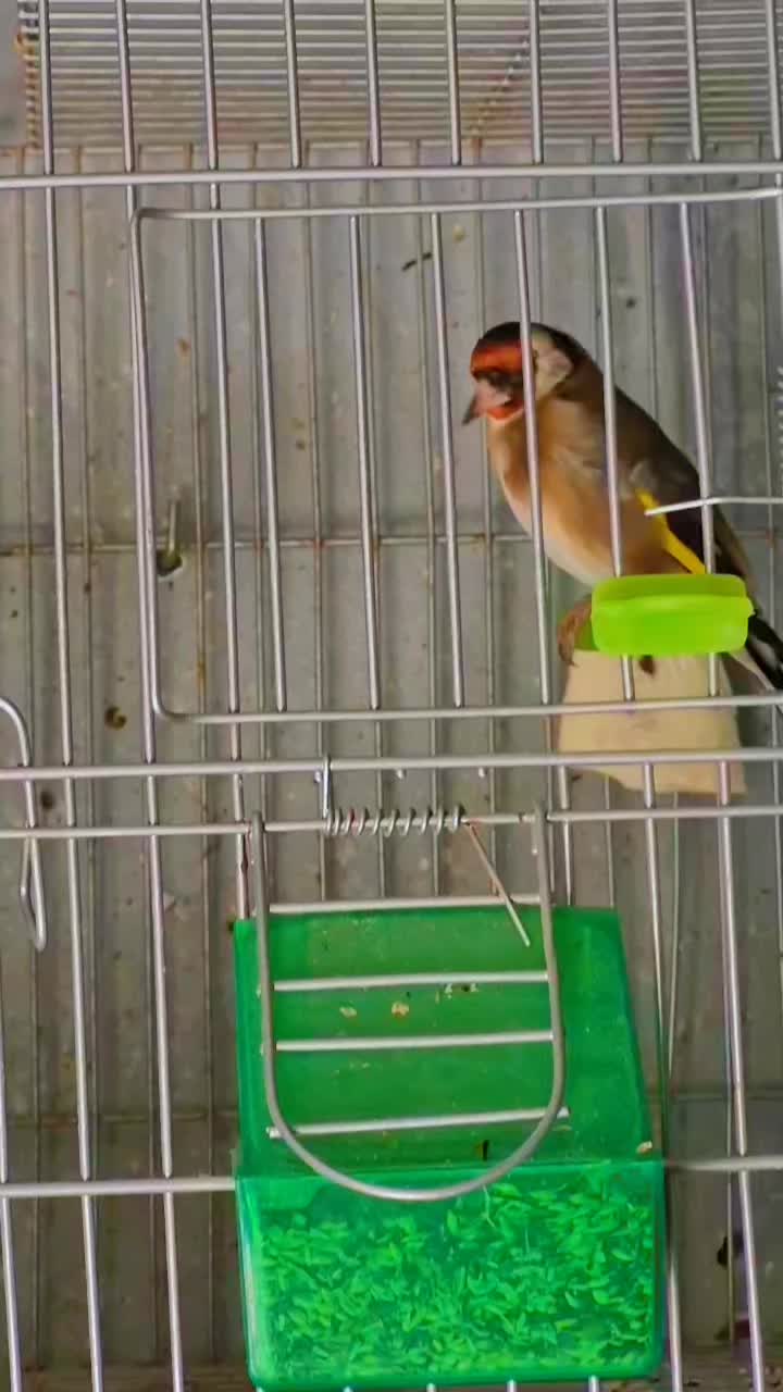 @le chardonneret 🐦